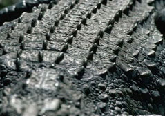 головная или спинная часть кожи крокодила